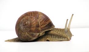 snail.jpg