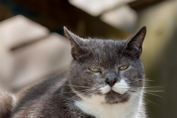 Picture I took of our cat. Max was a great friend. He lived with me for twenty human years before disappearing.