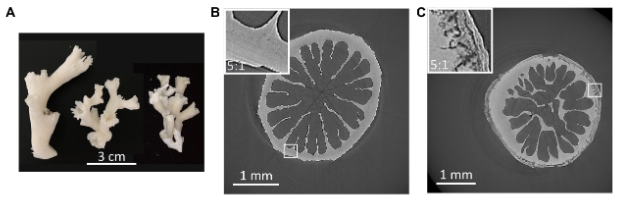 Dissolution and porosity increase in Lophelia pertusa.